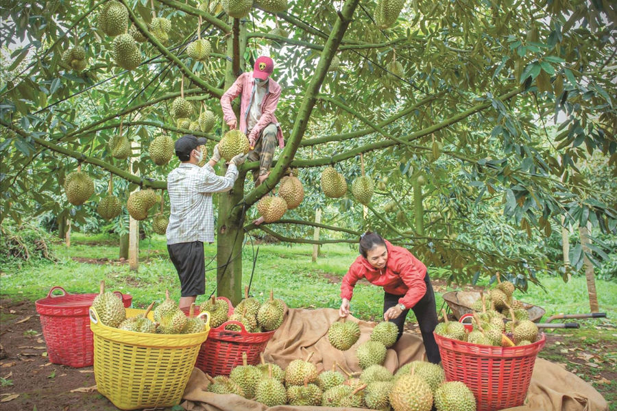 Nhiều tổ hợp tác nông nghiệp phát huy hiệu quả
