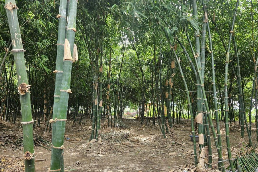 Khởi nghiệp từ trồng tre tứ quý
