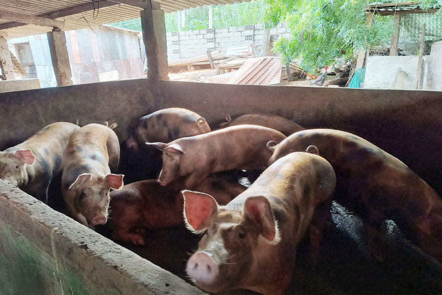 Chăn nuôi vẫn chưa thân thiện với môi trường