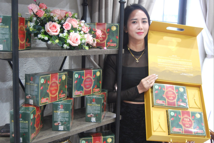Chiết xuất thành công hoạt chất cây thông đỏ
