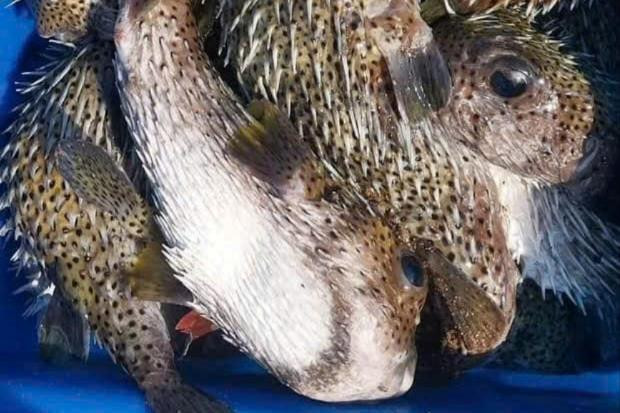 Tuyệt đối không ăn cá nóc