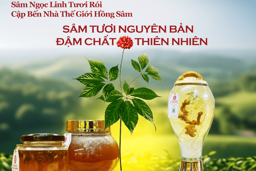 Sâm Ngọc Linh Kon Tum: Tinh hoa đại ngàn và hành trình vươn tầm thế giới