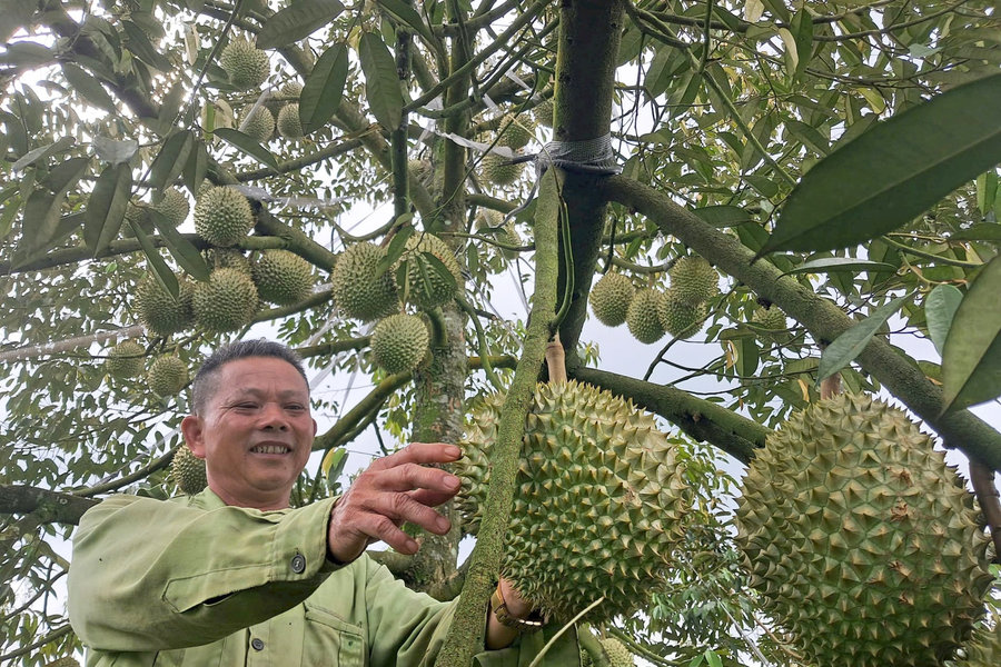 Maintaining Plantation Codes to Stabilize Export Markets