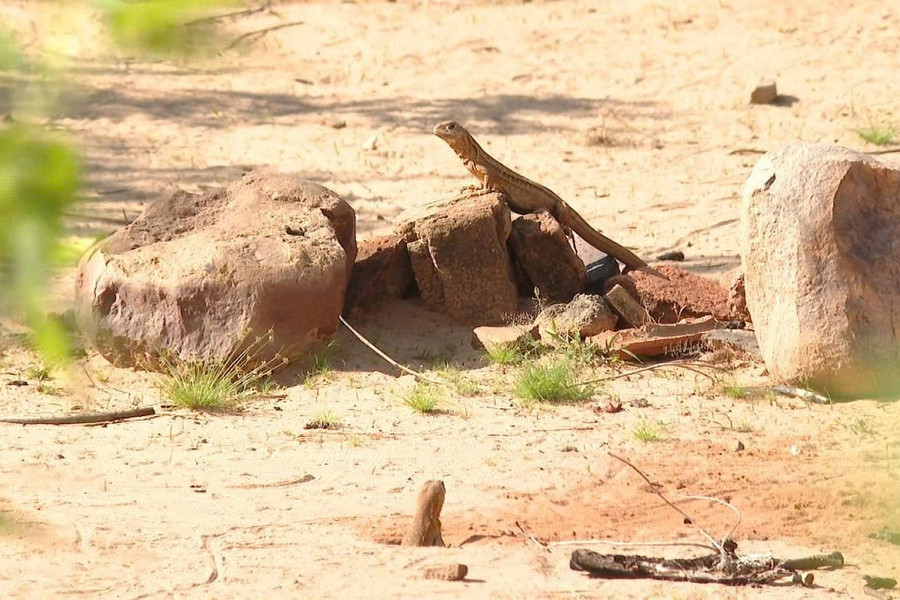 Khu Le Butterfly Lizards – A Delicacy Born from White Sands