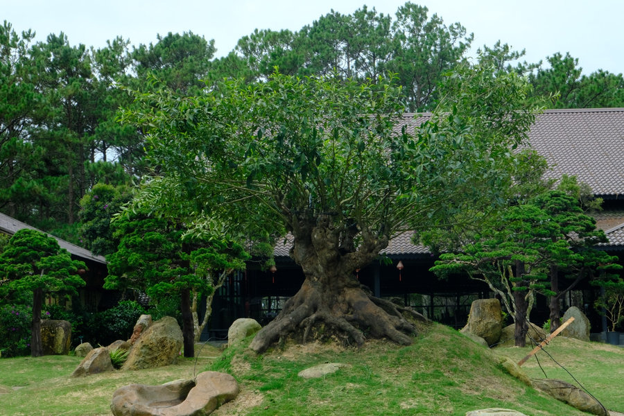 Discover the Unique Tea Culture and Cuisine at Long Dinh Tea Museum