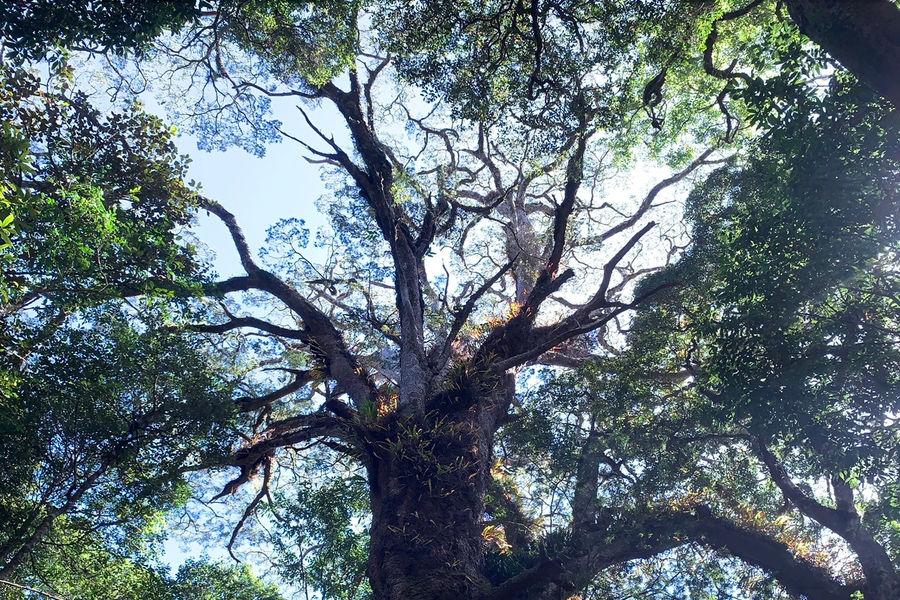 Exploring the National Park Through the Heritage Two-Needle Pine Forest
