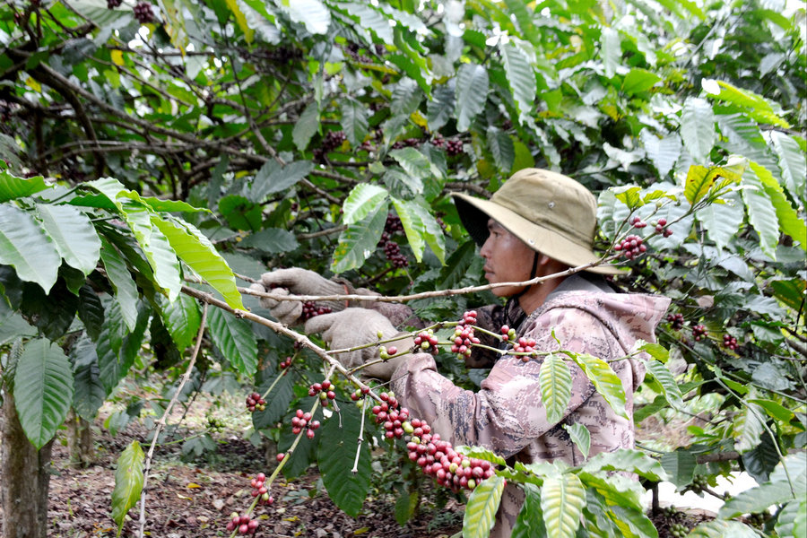 Chuẩn hơn khâu thu hái để nâng cao chất lượng cà phê