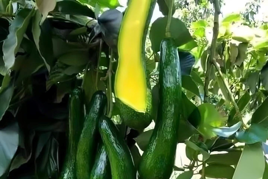 Bơ đông lạnh vượt đại dương