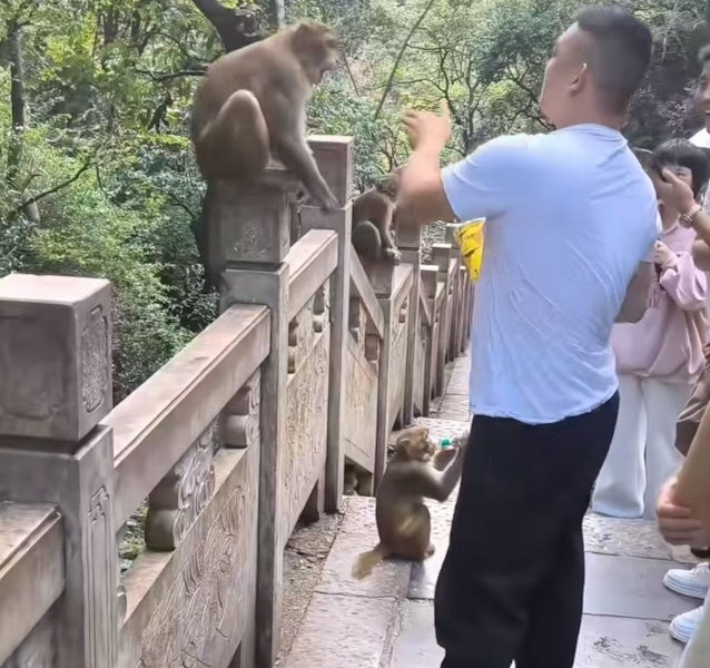 Công viên Thiên Lĩnh: Cảnh báo sau vụ du khách bị khỉ đá vào mặt