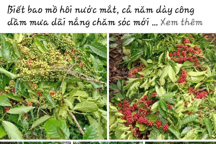 Cà phê “tặc” lộng hành, nông dân đau xót vì cây trồng bị cắt phá