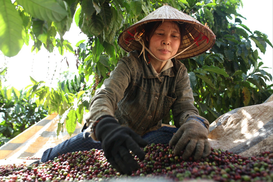 Hơn 829 tỷ đồng vốn ODA đầu tư phát triển nông nghiệp bền vững tại Lâm Đồng