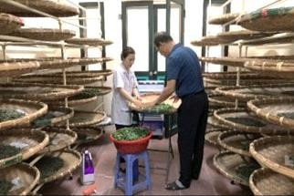 Công nghệ giống mới ở ngành dâu tằm tơ