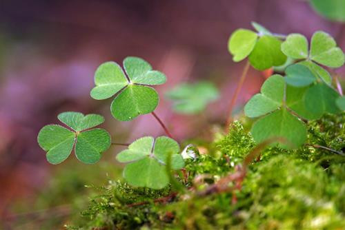 Ba 'mùi hương' đặc biệt giúp thu hút may mắn trong cuộc sống