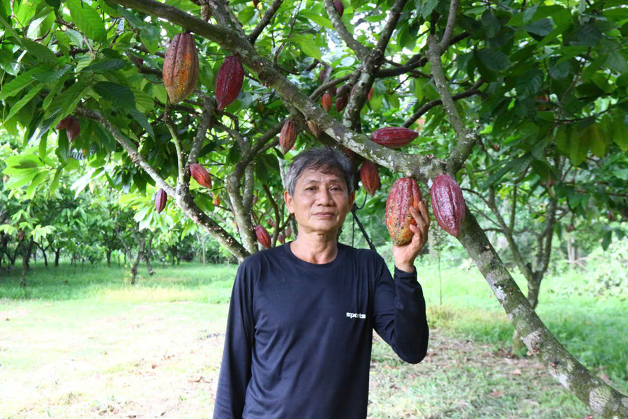 Ca cao trở lại
