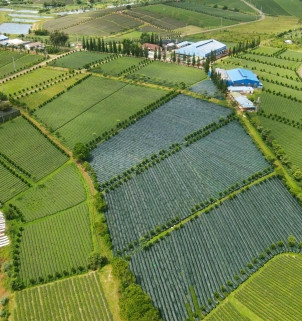 Xứ trà B’lao - nơi trải nghiệm của sinh viên