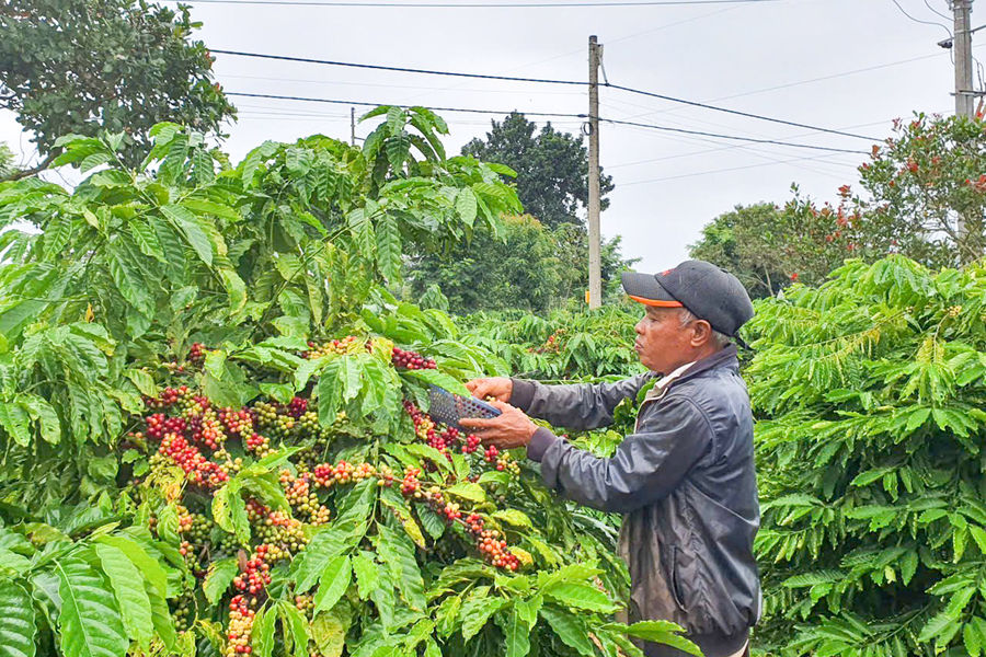 Ông Y Drim Ktul hết lòng vì buôn Buôr