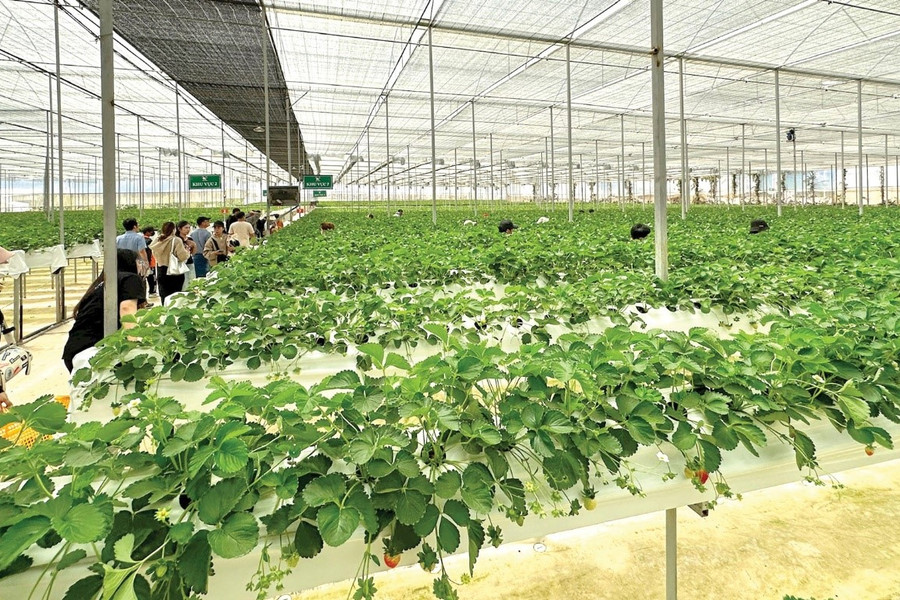 “Gold Mine” of Agricultural Tourism in Da Lat