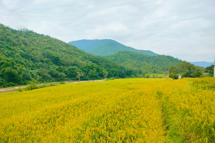Quang Chiểu: Sắc vàng mùa gặt nếp Cay Nọi xứ Thanh
