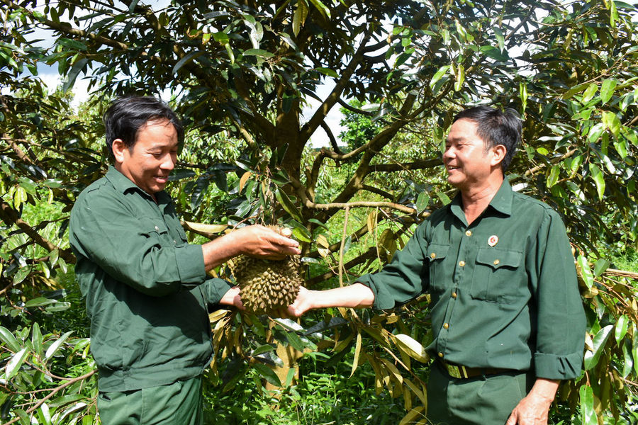 Cựu chiến binh giúp nhau giảm nghèo bền vững