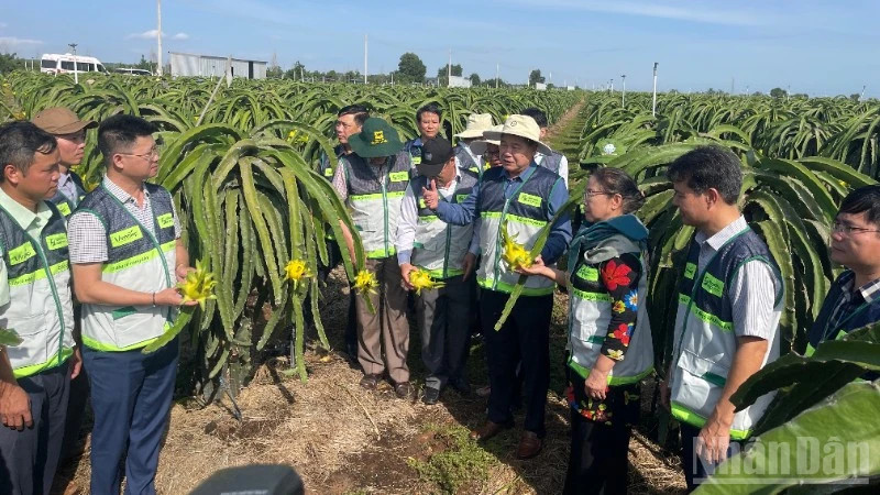 Kiện toàn hệ thống khuyến nông cơ sở sau khi đưa về chính quyền địa phương