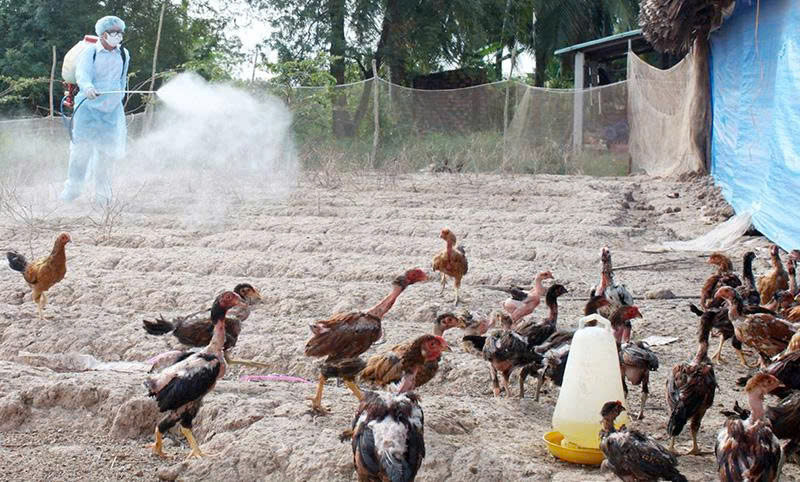 Ngăn ngừa bệnh cúm gia cầm dịp cuối năm