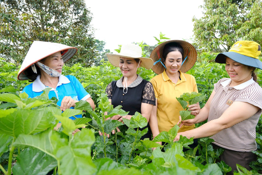 Khấm khá từ cây dâu, con tằm
