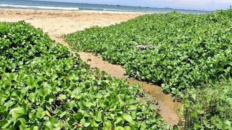 Lâm Đồng: Xử phạt một resort ở Mũi Né do vi phạm môi trường