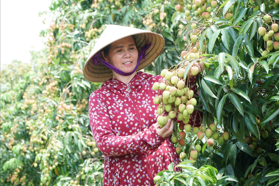 Sau sáp nhập hành chính, nông thôn mới Lâm Đồng thích ứng ra sao?