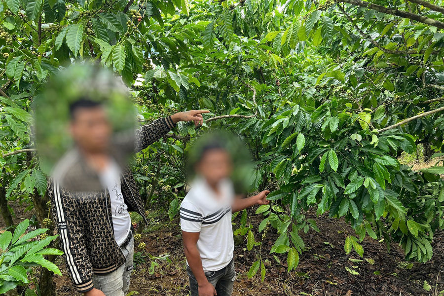 Công an xã Bảo Lâm 3 bắt các đối tượng hái trộm cà phê