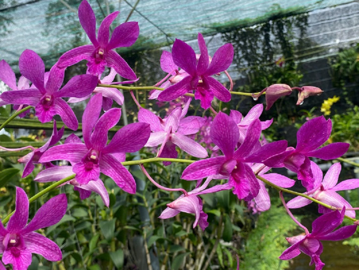 Cách dùng phân 6-30-30 để kích hoa lan đúng chuẩn
