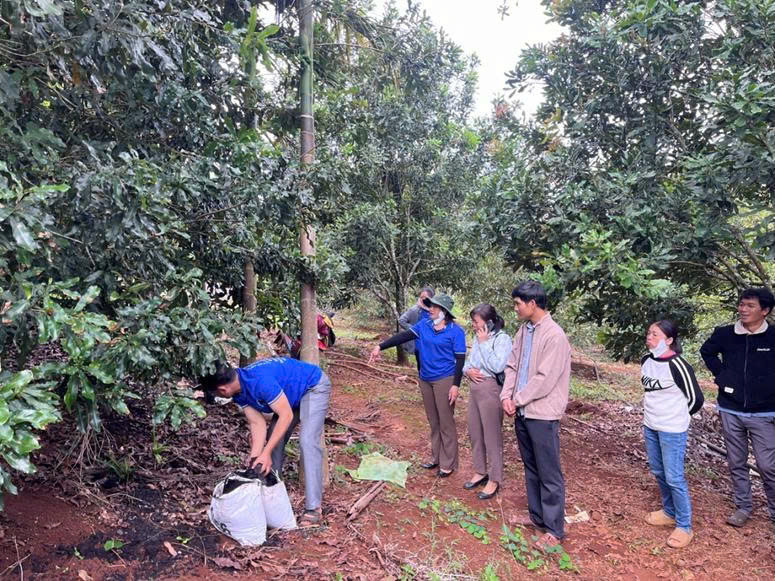 Trồng mắc ca theo hướng VietGAP