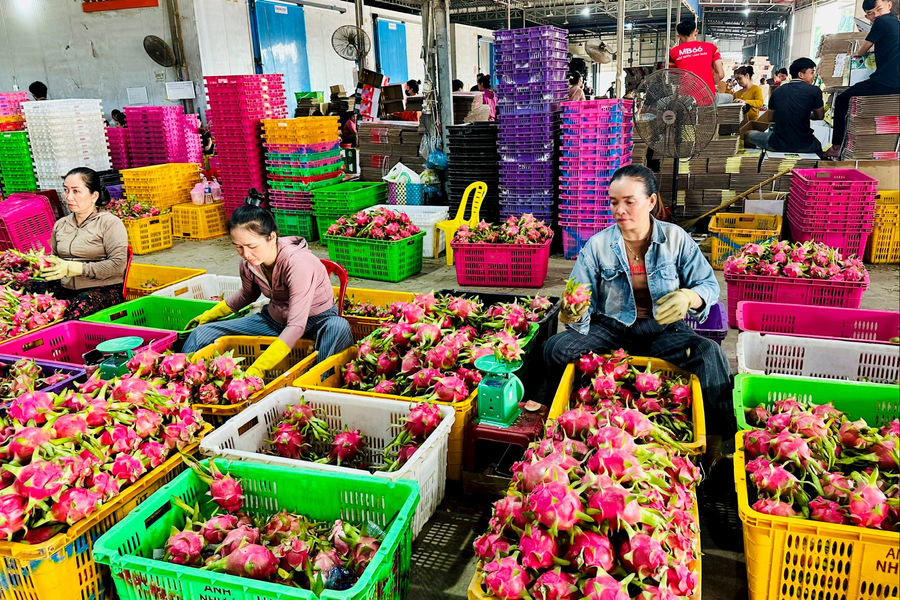 Hiếm hàng, thanh long chong điện tại Link vao Dubai tăng giá cao