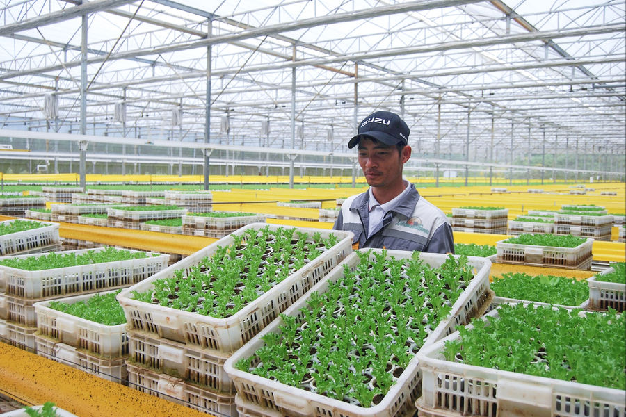 4 mùa xà lách thủy canh