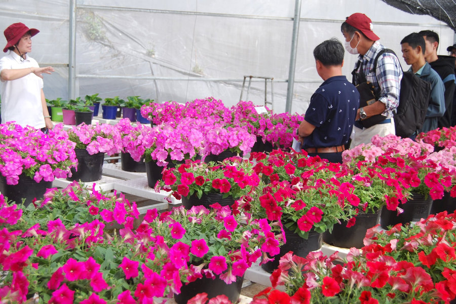 Sản xuất hoa bản quyền cần nhiều giải pháp hữu hiệu hơn