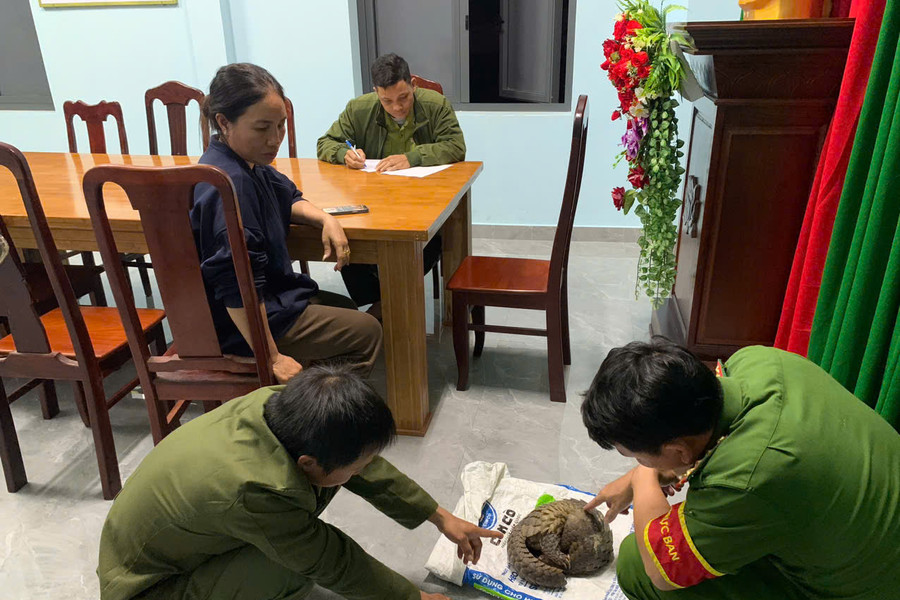 Một cá thể tê tê ở Cát Tiên 3 được cứu hộ và thả về tự nhiên