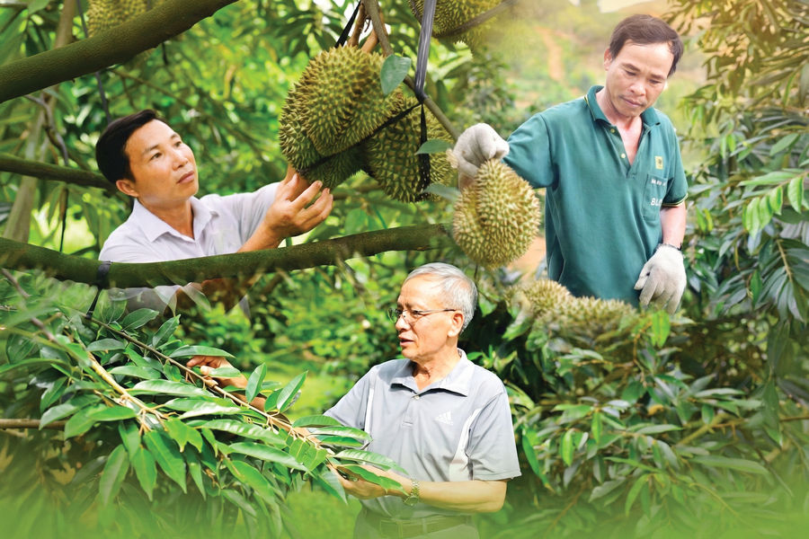 Vùng của “vua” các loại trái cây