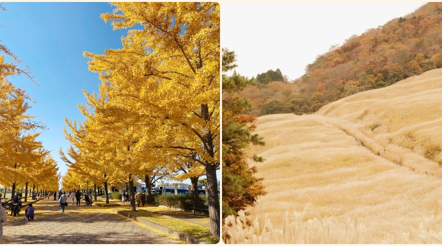 Hakone và Kazo: Tìm về bình yên giữa mùa lá vàng Nhật Bản