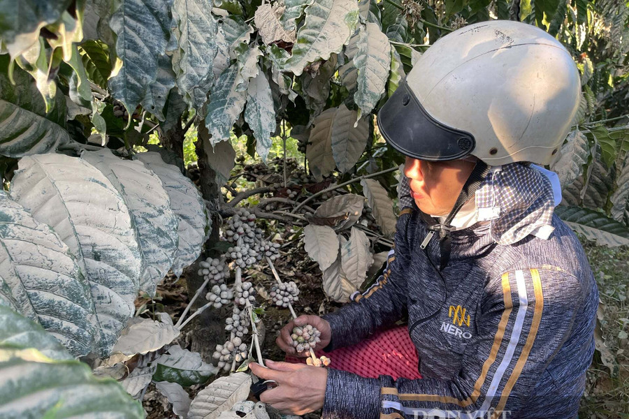 Cà phê khó bán vì phủ bùn sau lũ
