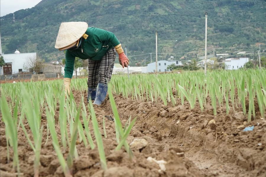 Ngành nông nghiệp hướng dẫn sản xuất sau ngập úng