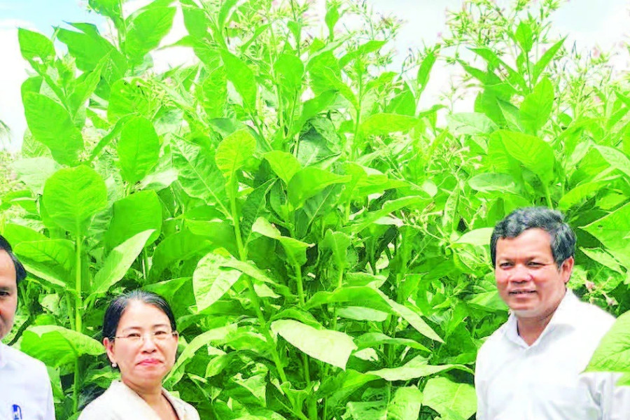 Chuyển đổi cây trồng, nâng cao đời sống nhân dân miền núi