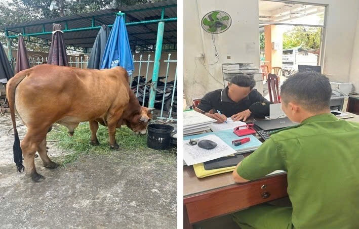 Thả rông bò trên đường phố, chủ bò bị xử phạt