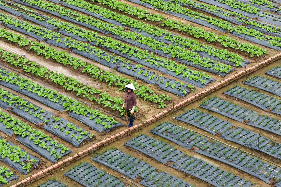 Đơn Dương lựa chọn cây trồng phục vụ thị trường tết