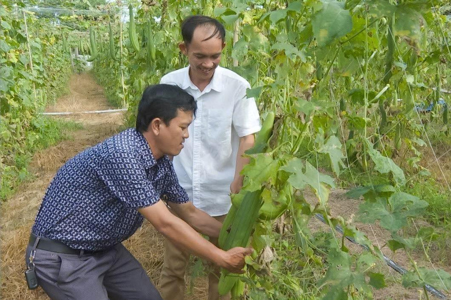 Người trẻ góp sức làm giàu cho làng quê Sơn Mỹ