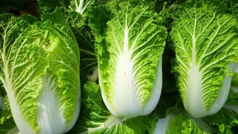 Lẩu Thái ăn với rau gì? Gợi ý 15 loại rau ngon và dễ tìm