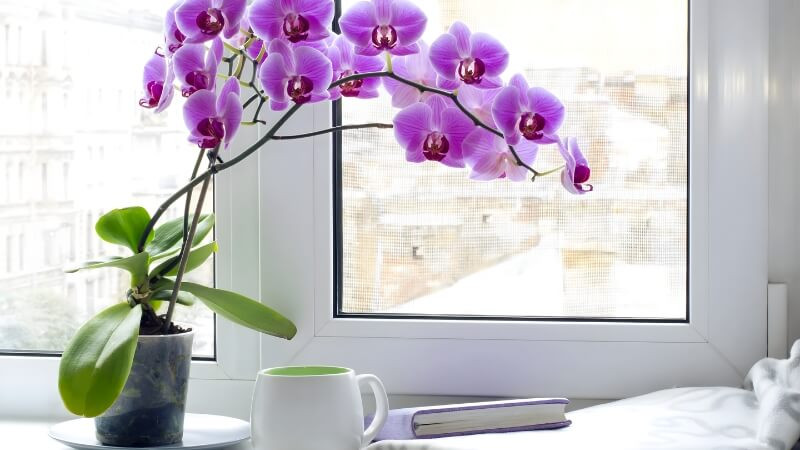Gợi ý 11 loại hoa chưng Tết tươi lâu, rực rỡ suốt tháng Giêng