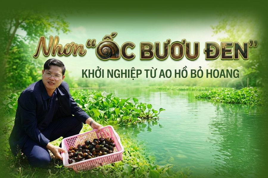 Nhơn “ốc bươu đen” khởi nghiệp từ ao hồ bỏ hoang
