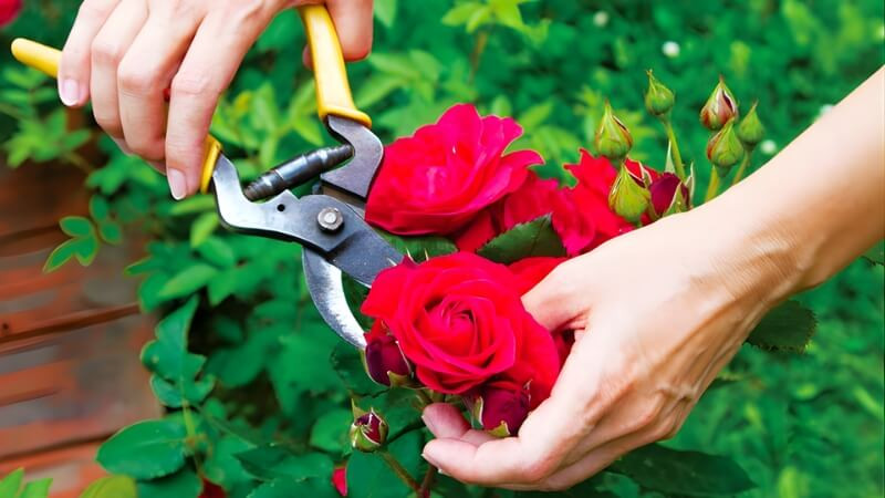 Mẹo giữ hoa tươi lâu bền màu và không thối nước cực đơn giản
