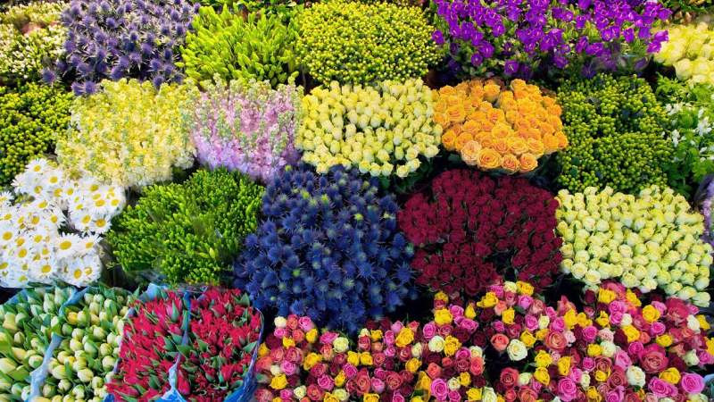 Mẹo hãm hoa Tết nở chậm để rực rỡ đúng 3 ngày Tết