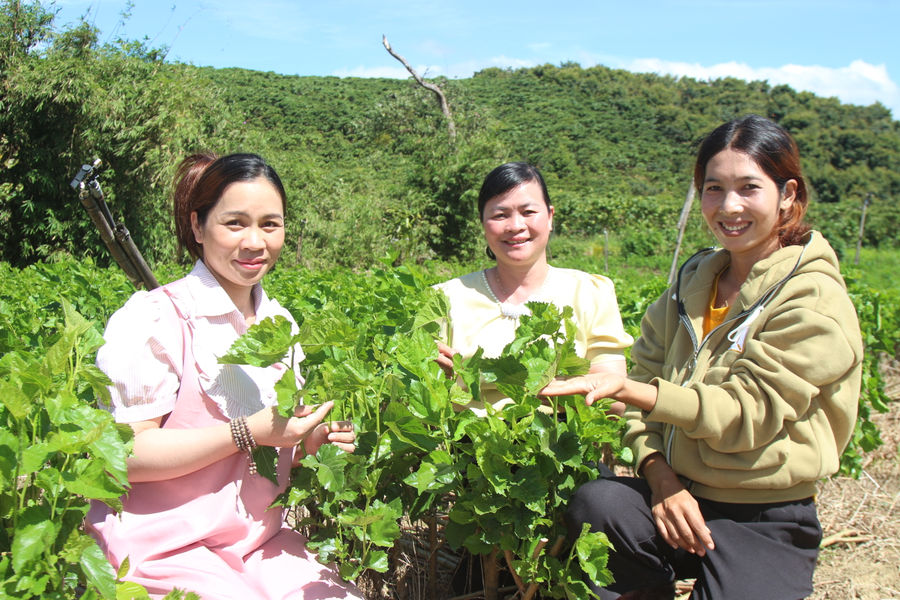 Sắc xuân vùng căn cứ cách mạng