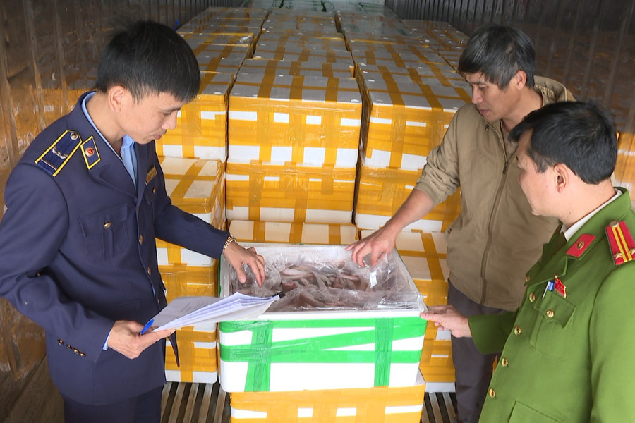 Thanh Hóa: Thu giữ hơn 10 tấn cá khoai chứa chất cấm Formol